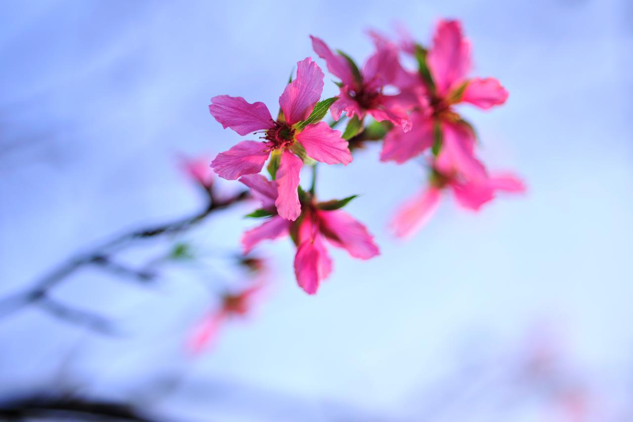 Flower Free花自在 Zhoulan Eksteriør bilde